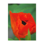 Customize Product Postcard