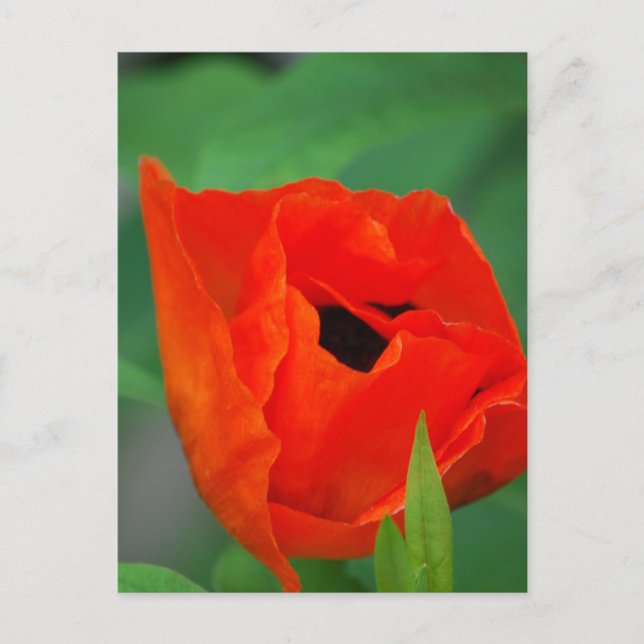Customize Product Postcard (Front)
