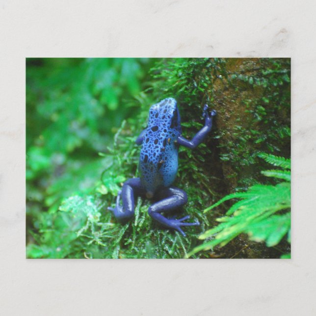 Customize Product Postcard (Front)