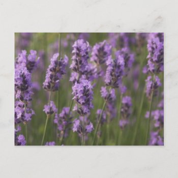Customize Product Postcard by PerennialGardens at Zazzle