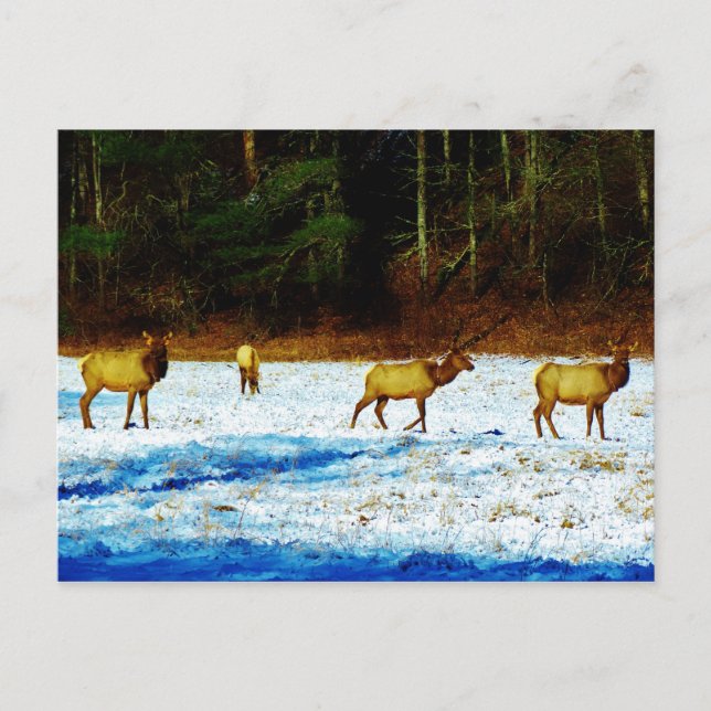 Customize Product Postcard (Front)