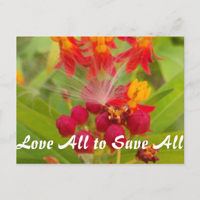 Customize Product Postcard (Front)