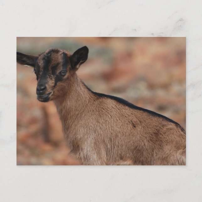 Customize Product Postcard (Front)