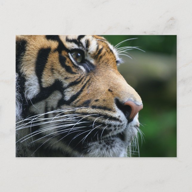 Customize Product Postcard (Front)