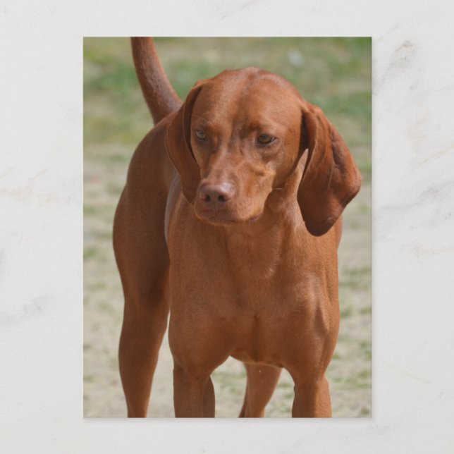 Customize Product Postcard (Front)