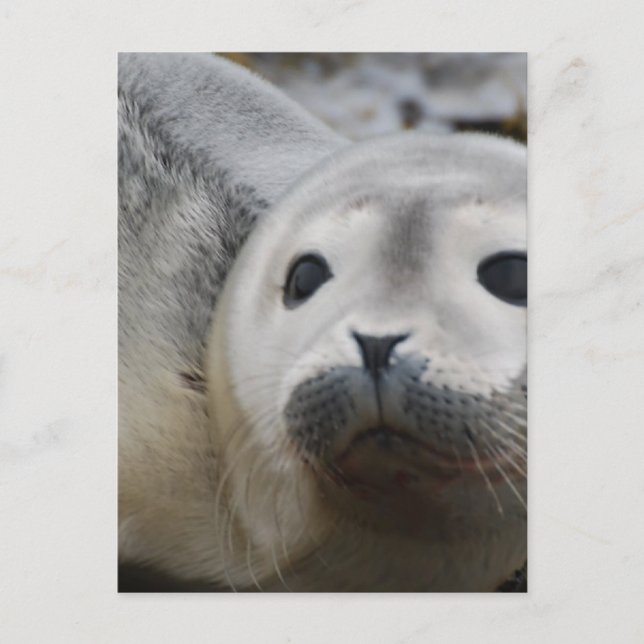 Customize Product Postcard (Front)