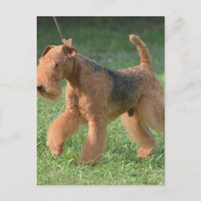 Customize Product Postcard (Front)