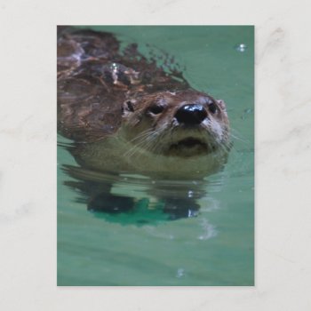 Customize Product Postcard by WildlifeAnimals at Zazzle