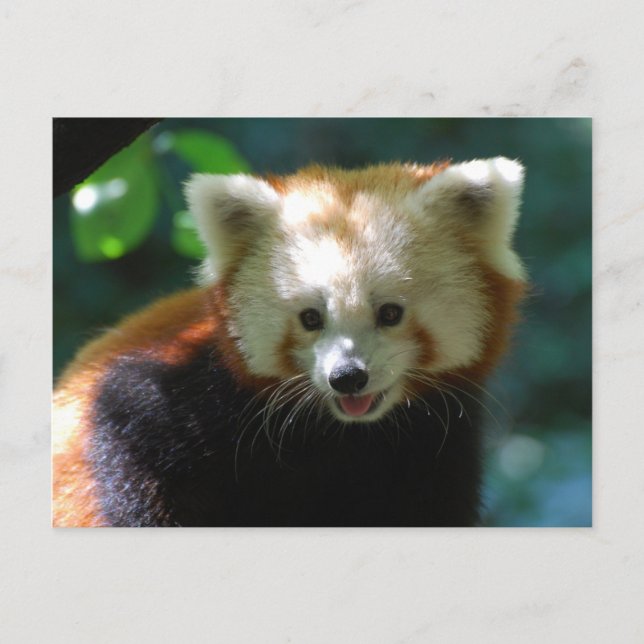 Customize Product Postcard (Front)