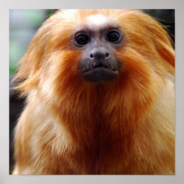 Customize Product Poster (Front)