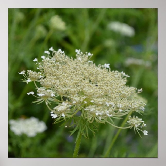 Customize Product Poster (Front)