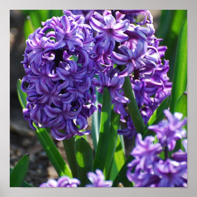 Customize Product Poster (Front)