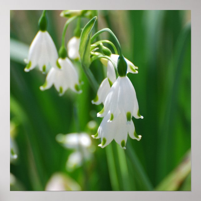 Customize Product Poster (Front)