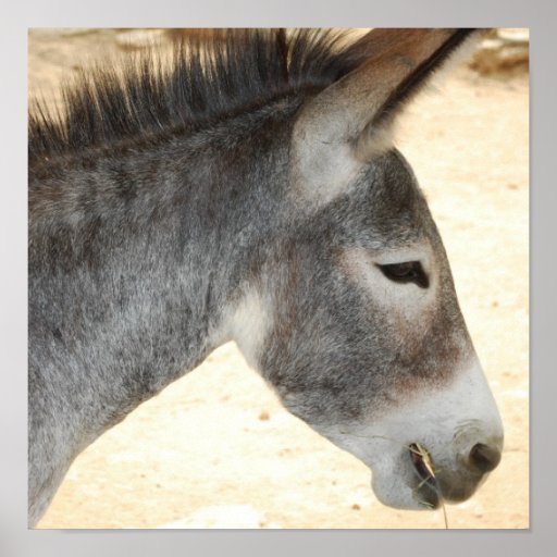 Donkey Posters, Donkey Prints, Art Prints, & Poster Designs | Zazzle