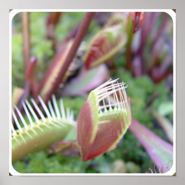 Customize Product Poster (Front)