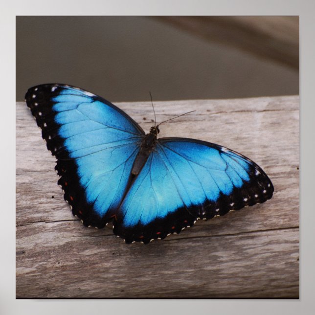 Customize Product Poster (Front)