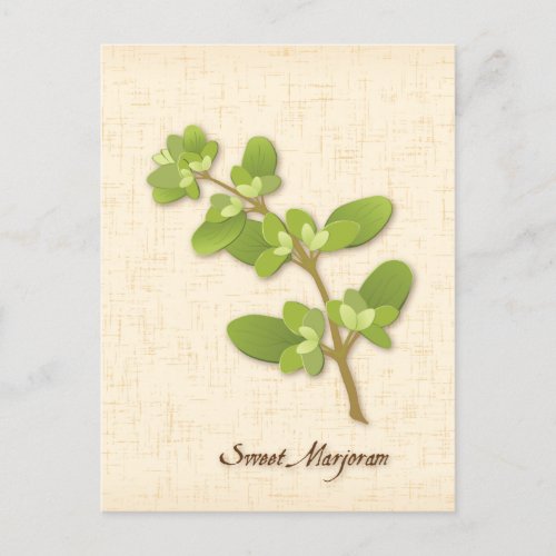 Customize Sweet Marjoram Postcard