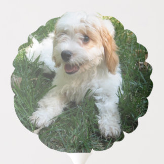 Customized Cavachon Photo, Dog Balloon