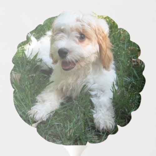 Customized Cavachon Photo Dog Balloon