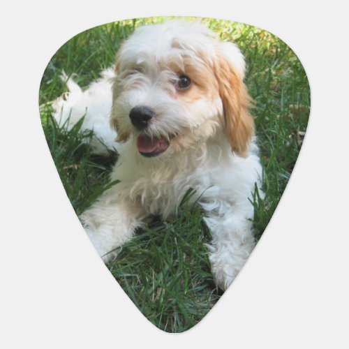 Customized Cavachon Photo Dog Guitar Pick