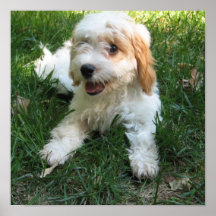 Customized Cavachon Photo Poster, Dog