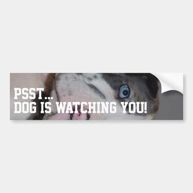 Customized Great Dane Photography  Bumper Sticker (Front)