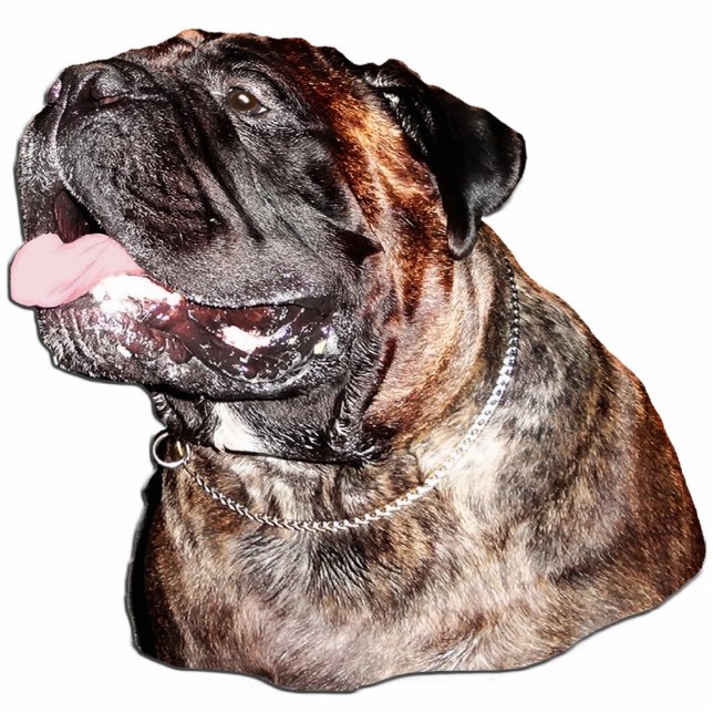 Customized Magnet Sculpture of Brindle Bullmastiff (Front)