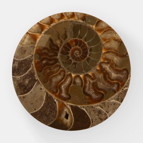 Cut Ammonite Fossil Paperweight