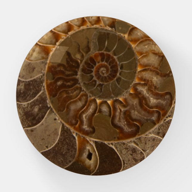 Cut Ammonite Fossil Paperweight (Front)