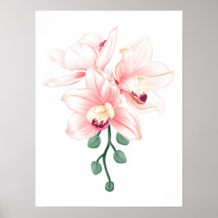 Cut Orchids Flower plants Boat orchid and Cattleya Poster
