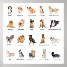 cute 20 dog breeds poster | Zazzle