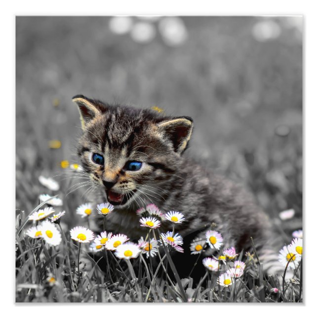 Cute Adorable Cat Kitten Photo Print (Front)