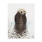 Cute Adorable Fluffy Otter Animal