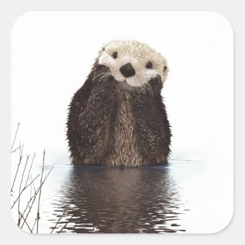 Cute Adorable Fluffy Otter Animal Square Sticker