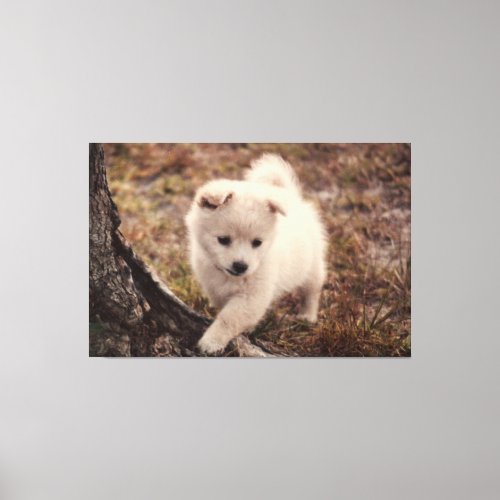 Cute Adorable Fluffy Snowball Puppy Dog Canvas Art