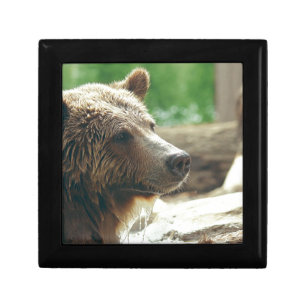 Cute Adorable Nature Bear Animal Face Eyes Jewelry Box