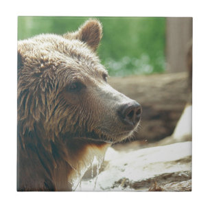 Cute Adorable Nature Bear Animal Face Eyes Tile