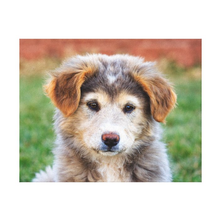 Cute Adorable Puppy Dog Photo Canvas Print | Zazzle.com