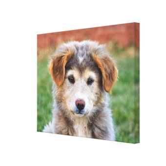 Cute Adorable Puppy Dog Photo Canvas Print | Zazzle