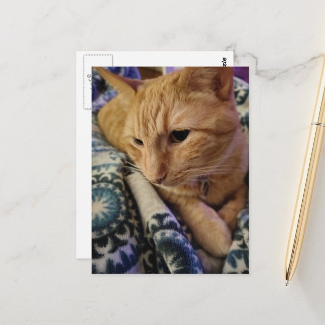 Cute Adorable Sleepy Ginger Kitty Postcard (Front/Back In Situ)