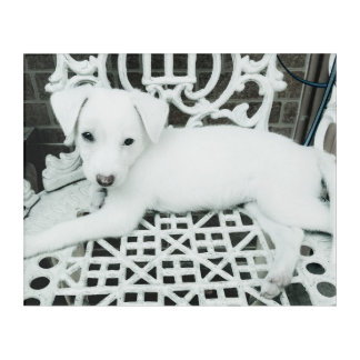 Cute Adorable White Puppy Acrylic Wall Art