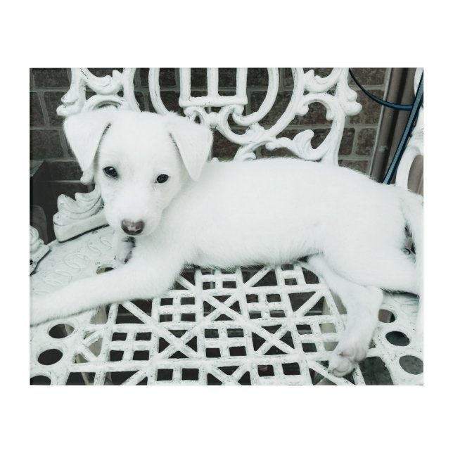 Cute Adorable White Puppy Acrylic Wall Art (Front)