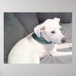 Cute Adorable White Puppy Dog Wearing Green Scarf Poster