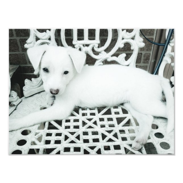 Cute Adorable White Puppy Photo Enlargement Print (Front)