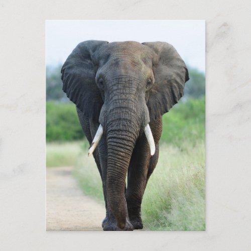 cute African Elephant Postcard