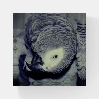 Cute African Grey Parrot Bird  Paperweight