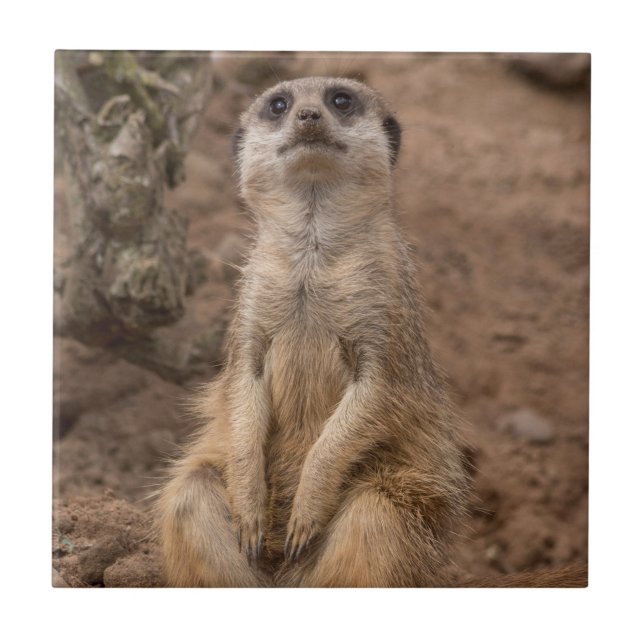 Cute African Meerkat wildlife animals Ceramic Tile (Front)