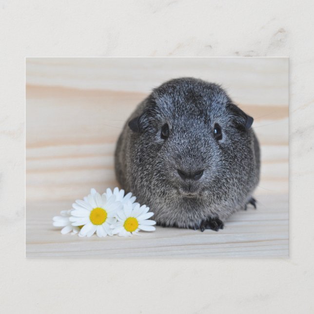 Cute Agouti Guinea Pig with Daisies Postcard (Front)