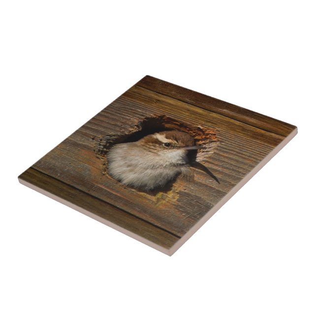 Cute Airbnb Moment Bewick's Wren in Nestbox Ceramic Tile (Side)