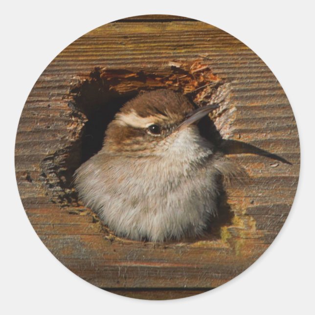 Cute Airbnb Moment Bewick's Wren in Nestbox Classic Round Sticker (Front)